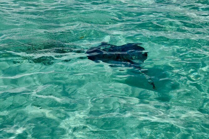 ANTIGUA FROM TOP TO BOTTOM: Stingray City, Beach, lunch & more... - Van comfort, timing, and group size details that can make or break the day