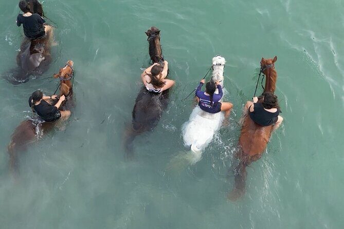 Antigua Horse Ride and Swim - Spring Hill Riding Club: Where the Horse Magic Starts