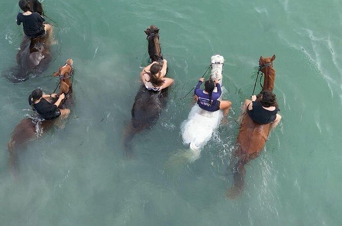 Antigua Horse Ride and Swim - Sea Swimming with Your Horse: What You’re Really Signing Up For