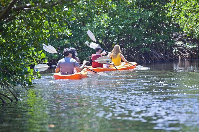 Antigua Zipline & Kayaking Combo From St. John's - Eco-kayak through mangroves: wildlife spotting at slow speed