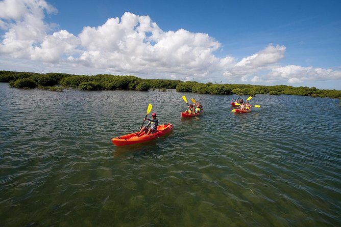 Antigua Zipline & Kayaking Combo From St. John's - Fig Tree Drive and the Zipline Canopy Park: 8 lines and real height