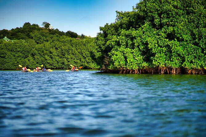 Clear Kayak Tour in Mangrove Antigua - Key Highlights You’ll Care About