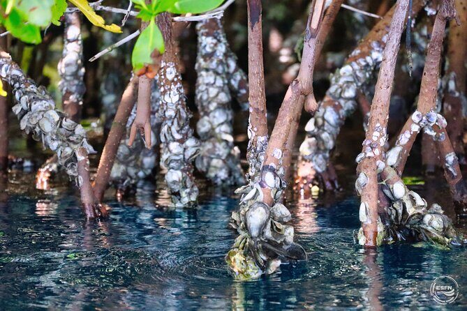 Clear Kayak Tour in Mangrove Antigua - Crystal-Clear Kayaks for Antigua Mangroves