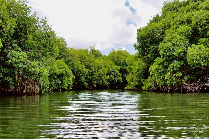 Clear Kayak Tour in Mangrove Antigua - Price in Context: What You’re Paying for With $90