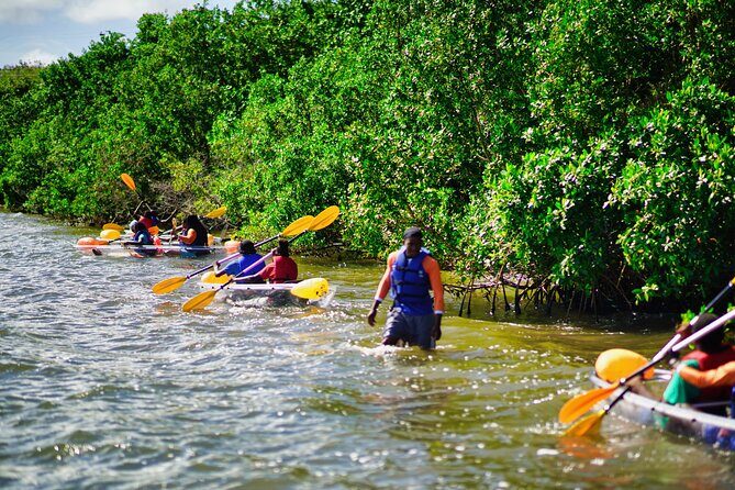 Clear Kayak Tour in Mangrove Antigua - Who This Tour Suits (and Who Might Want Another Option)