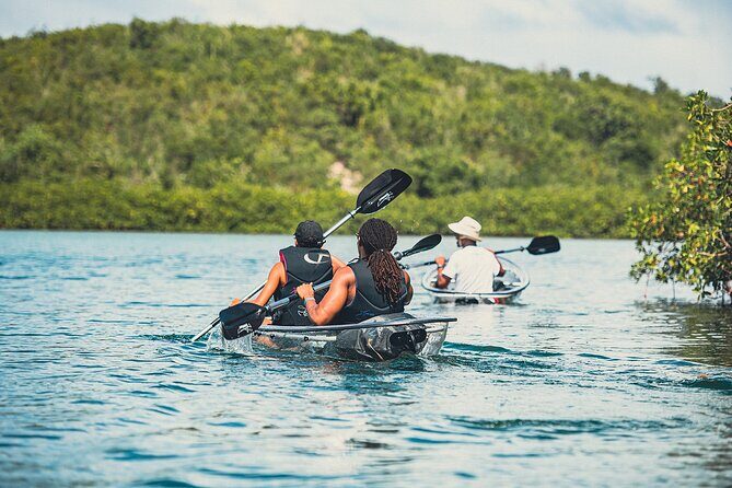 Crystal Kayak & Snorkel Eco Tour (with transfer) - Wildlife Encounters You Can Actually See From Below