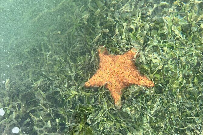 Crystal Kayak & Snorkel Eco Tour (with transfer) - Snorkeling After the Paddle: Reef Time, Realistic Expectations, and Comfort