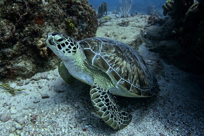 DiveCarib - An Eco-Friendly Certified Diver Trip in Antigua - 6 Things That Make This Antigua Scuba Trip Different
