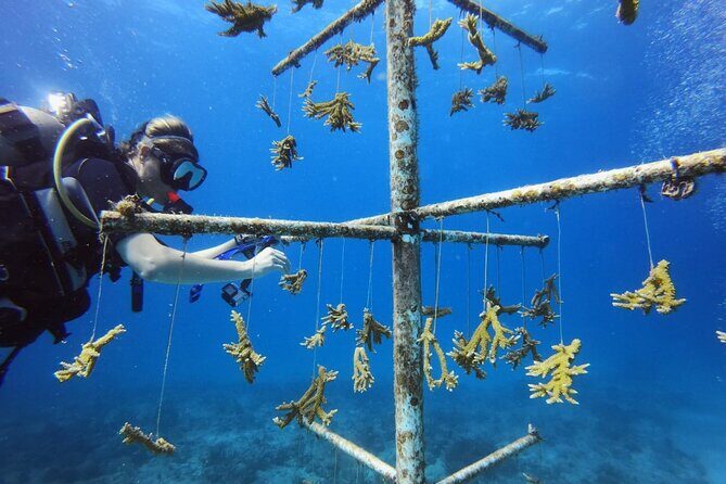 DiveCarib - An Eco-Friendly Certified Diver Trip in Antigua - Underwater Time Led by Local Experts (With Strict Wildlife Rules)
