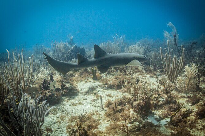 DiveCarib - An Eco-Friendly Certified Diver Trip in Antigua - Air Plan Details: Aluminum S80, One-Hour Underwater Time, Surface Pressure Rules