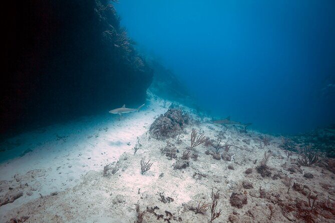 DiveCarib - An Eco-Friendly Certified Diver Trip in Antigua - When Conditions Change: Alternate Site Options Like Black Point
