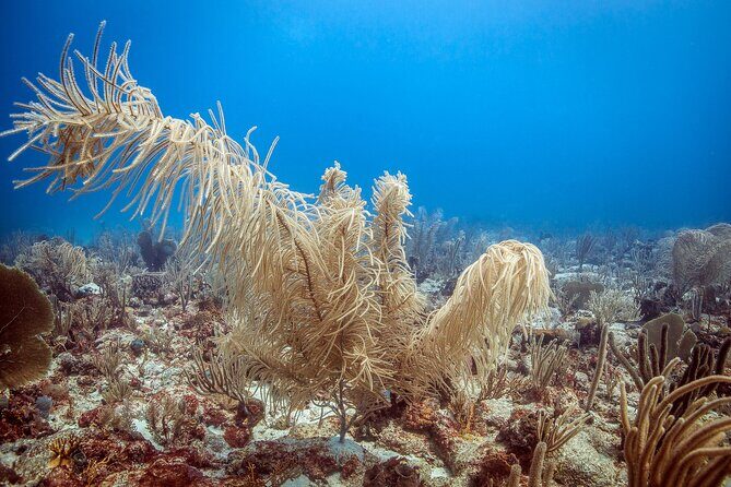 DiveCarib - An Eco-Friendly Certified Diver Trip in Antigua - Physical Requirements: What You Need to Be Able to Do