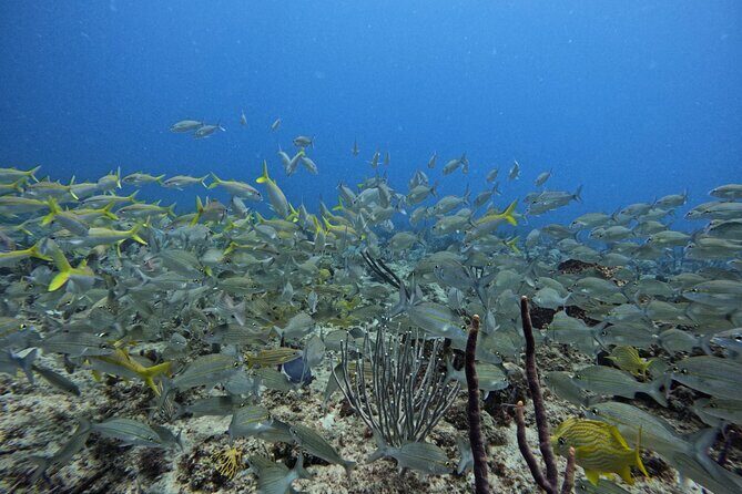 DiveCarib - An Eco-Friendly Certified Diver Trip in Antigua - Price and Value: What You Get for $199 Per Person