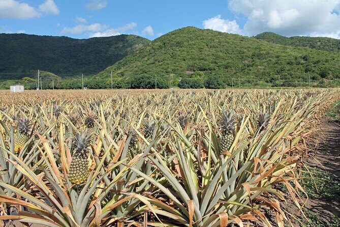 Half-Day Tour: A Taste of Paradise and History of Antigua - Shirley Heights: the English Harbour viewpoint that ties it together