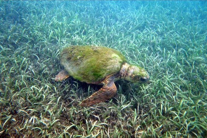 Private Snorkeling and Sightseeing Tour of Antigua - Nelson’s Dockyard and Shirley Heights: admission and what it covers