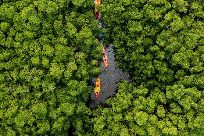 SoCoHo Eco Half Day - Mangrove Kayak & Reef Snorkeling - Key things I’d plan around before you go