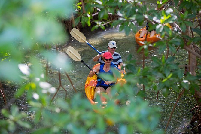 SoCoHo Eco Half Day - Mangrove Kayak & Reef Snorkeling - South Coast Horizons mangrove paddling: easy-going, wildlife-focused