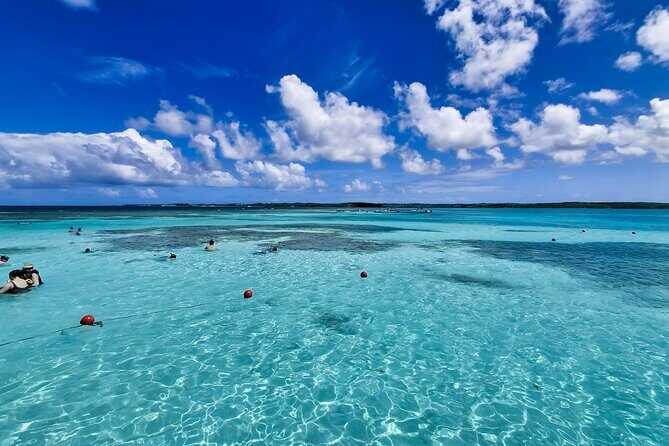 Stingray City Antigua for all the ages - ROUND TRIP INCLUDED - The Water at Stingray City: snorkeling gear, feeding, and comfort-first guidance