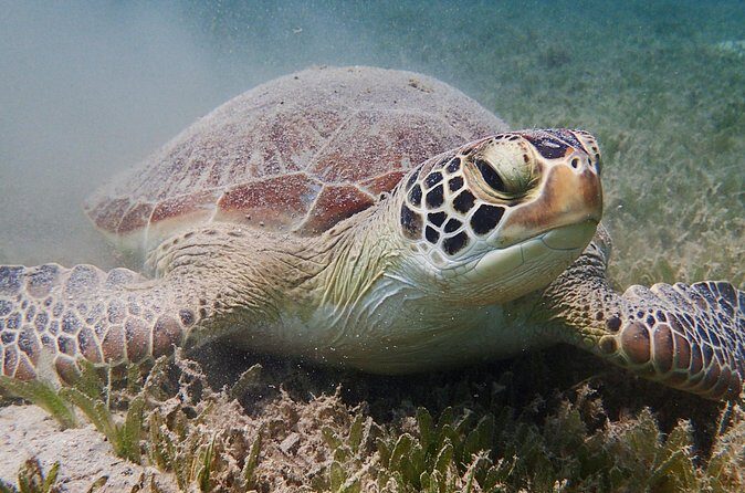 Turtle Beach Power Snorkeling Adventure - Photo perks and included drinks: why this adds real value