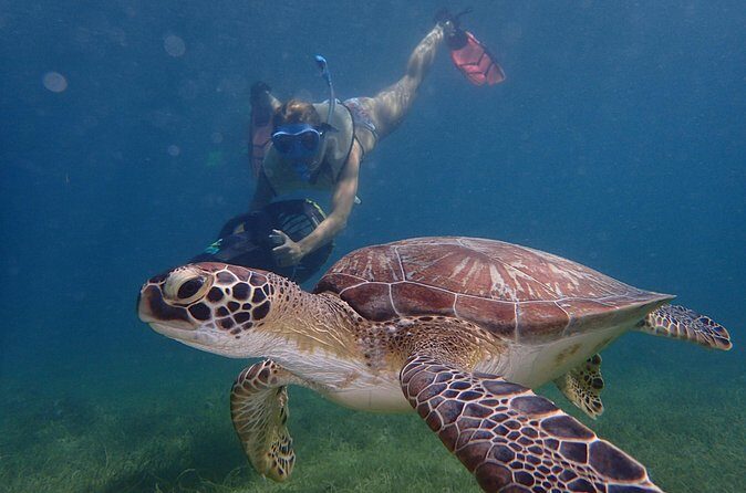 Turtle Beach Power Snorkeling Adventure - Quick tips to make your scooter session smoother