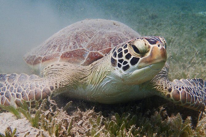Turtle Beach Power Snorkeling Adventure - Turtles, rays, and shipwrecks: what you can expect without guessing