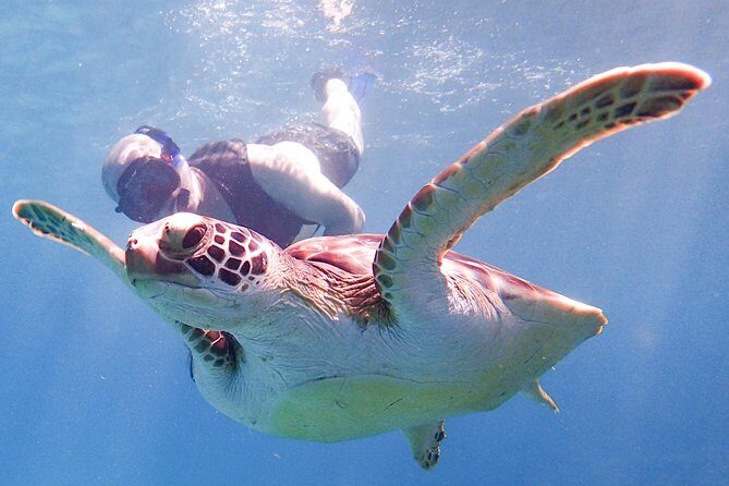 Under the Sea snorkeling(Stingray/Kayak/ Power Snorkel available) - Cades Bay Reef: the wildlife-first snorkeling plan