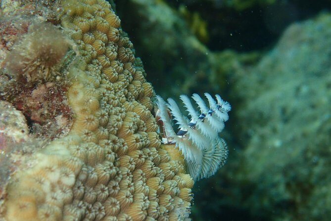 Under the Sea snorkeling(Stingray/Kayak/ Power Snorkel available) - Pickup, private transport, and the 3-hour reality