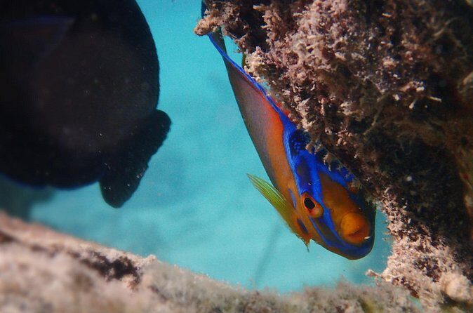 Under the Sea snorkeling(Stingray/Kayak/ Power Snorkel available) - Price and value: where the $150 really lands