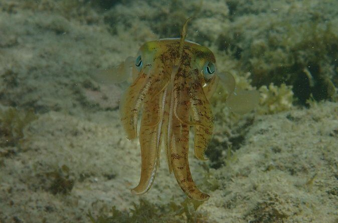 Under the Sea snorkeling(Stingray/Kayak/ Power Snorkel available) - Who this tour suits best